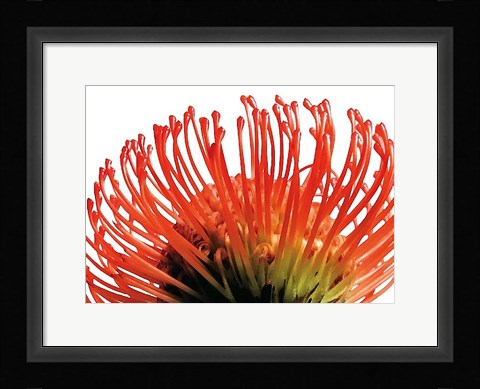 Framed Orange Protea 2 Print