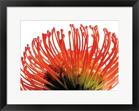 Framed Orange Protea 2 Print