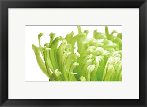 Framed Green Bloom 1 Print