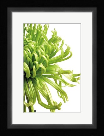 Framed Green Bloom 2 Print