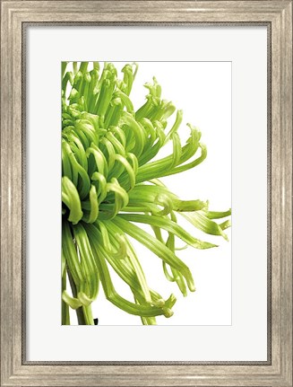 Framed Green Bloom 2 Print