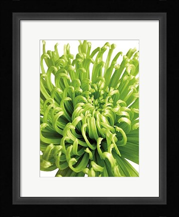 Framed Green Bloom 5 Print