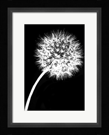 Framed Dandelion Tilt Print