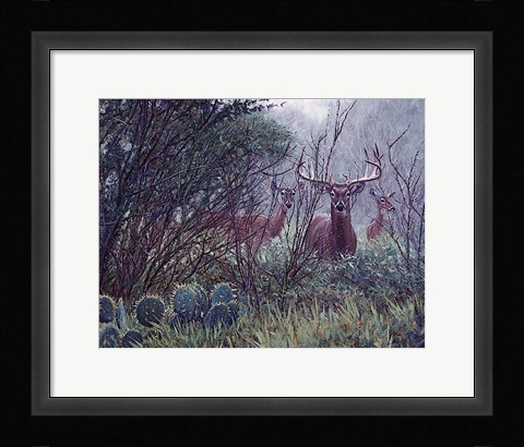 Framed Lone Star Whitetail Print