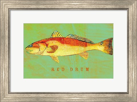 Framed Red Drum Print