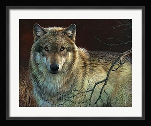 Framed Uninterrupted Stare- Gray Wolf Print