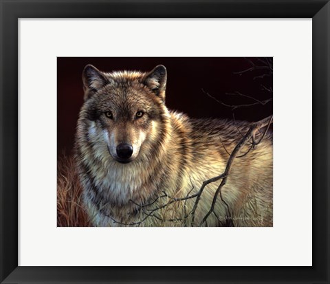 Framed Uninterrupted Stare- Gray Wolf Print