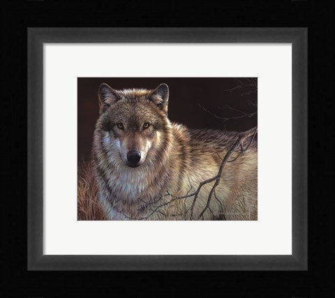 Framed Uninterrupted Stare- Gray Wolf Print