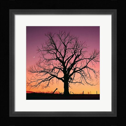 Framed Arboral Afterglow Print