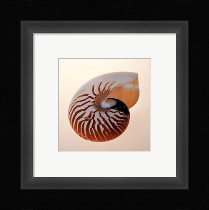 Framed Nautilus Print