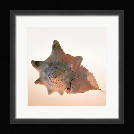 Framed Conch Print