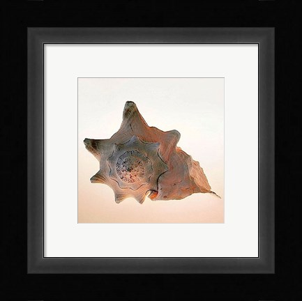 Framed Conch Print