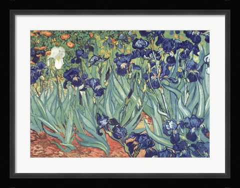 Framed Irises in the Garden Print
