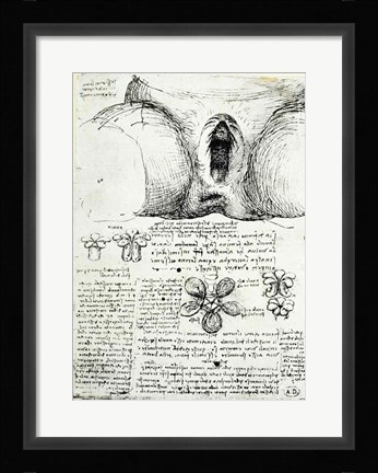 Framed Female Sexual Organs Print