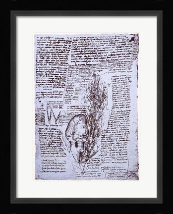 Framed Heart and the bronchial arteries Print