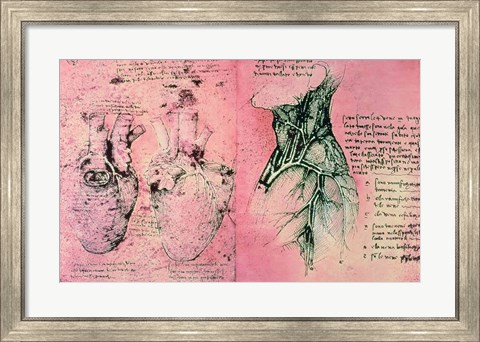 Framed Anatomical drawing of hearts and blood vessels Print