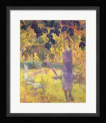 Framed Man Picking Fruit from a Tree, 1897 Print
