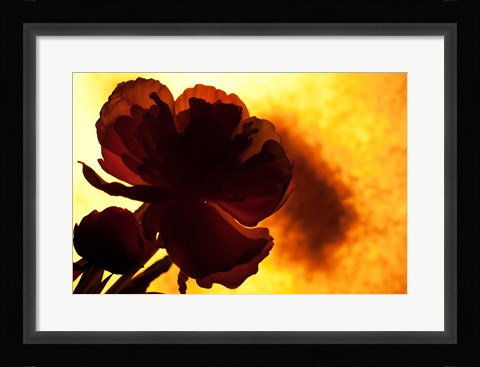 Framed Flower Print