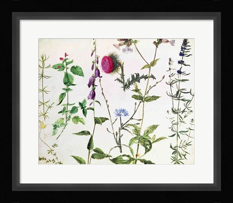 Framed Eight Studies of Wild Flowers Print