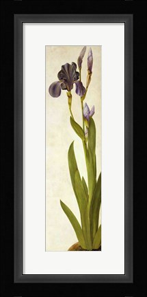 Framed Iris Print