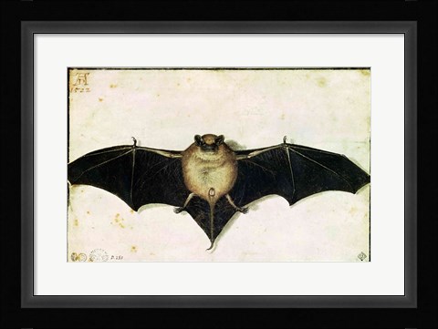 Framed Bat, 1522 Print
