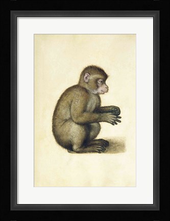 Framed Monkey Print