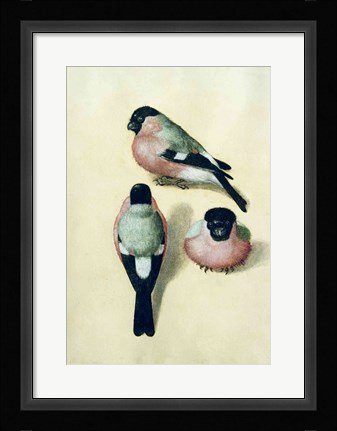 Framed Three studies of a bullfinch Print