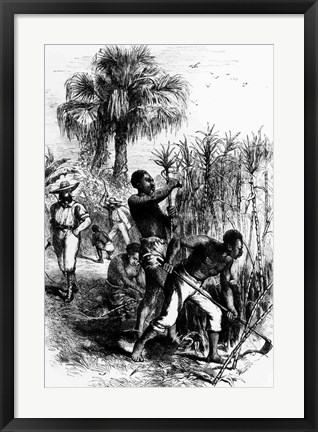 Framed Slaves Working on a Plantation Print