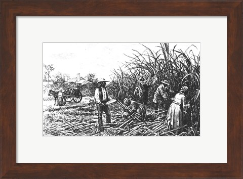 Framed Cutting Sugar Cane in the South Print