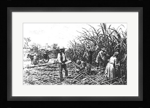 Framed Cutting Sugar Cane in the South Print