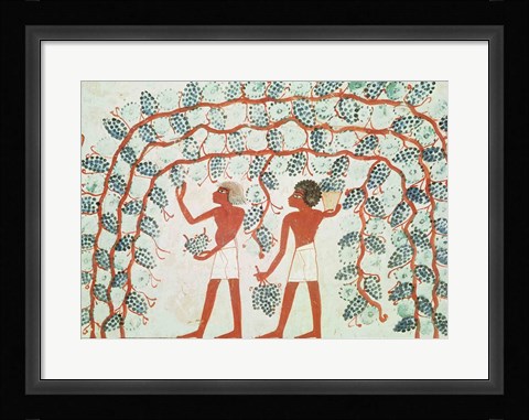 Framed Picking grapes, from the Tomb of Nakht Print