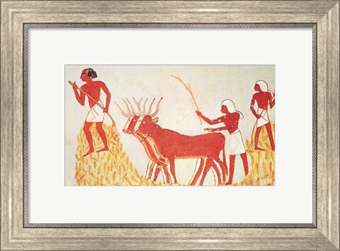 Framed Using cows to trample wheat, from the Tomb of Menna Print