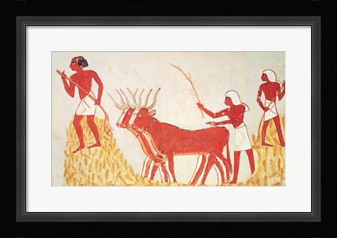 Framed Using cows to trample wheat, from the Tomb of Menna Print
