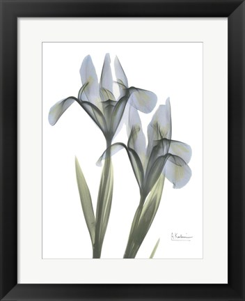 Framed Blue Floral X-ray Iris Print