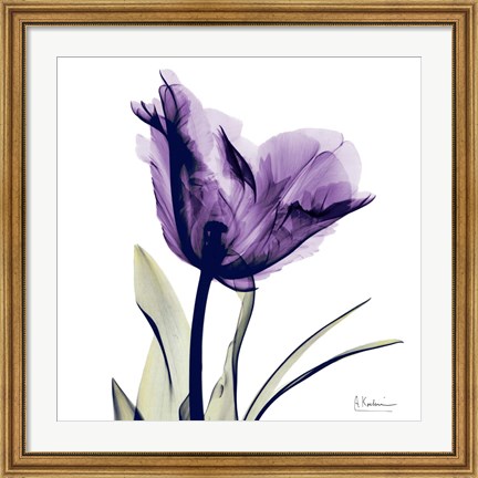 Framed X-ray Royal Purple Parrot Tulip Print