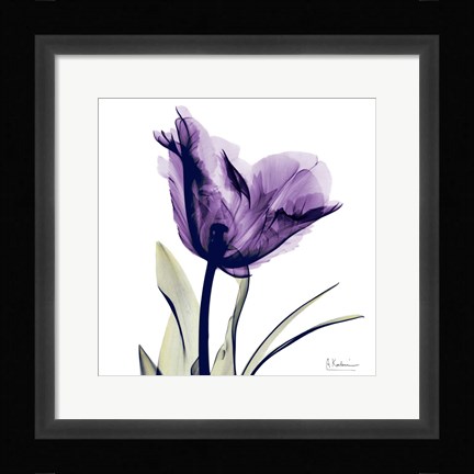 Framed X-ray Royal Purple Parrot Tulip Print