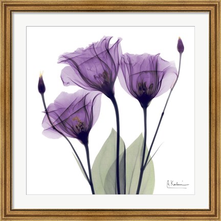 Framed X-ray Royal Purple Gentian Print