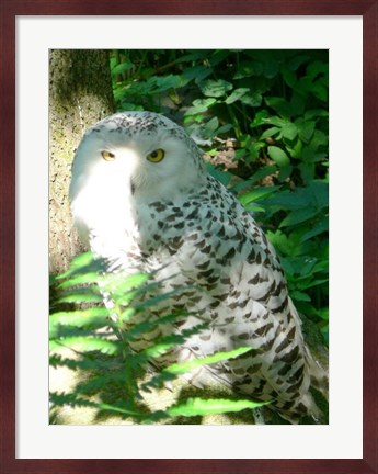 Framed Snow Owl In Woods Print
