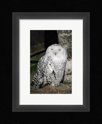 Framed Snow Owl Portrait Print