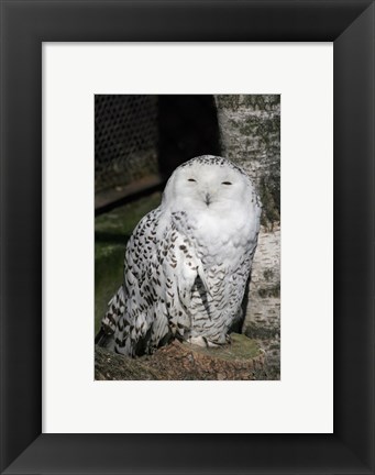 Framed Snow Owl Portrait Print