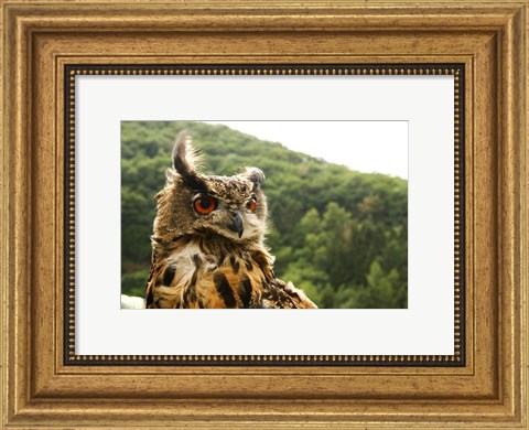 Framed Barn Owl Great Horned Owl Print