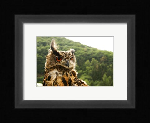 Framed Barn Owl Great Horned Owl Print