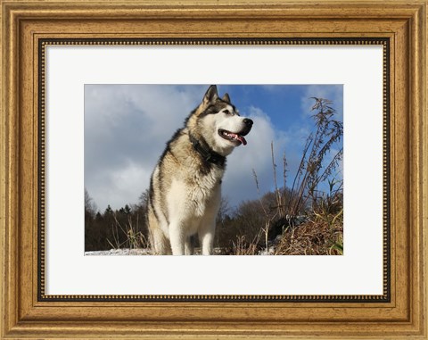 Framed Alaskan Malamute Dog Print