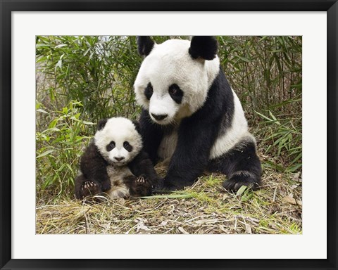 Framed Panda Mother and Cub Print