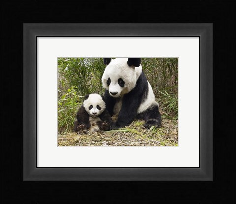 Framed Panda Mother and Cub Print