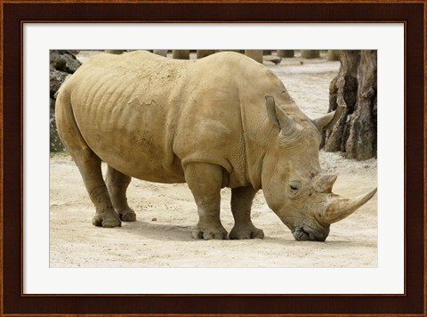 Framed African Rhinoceros Print