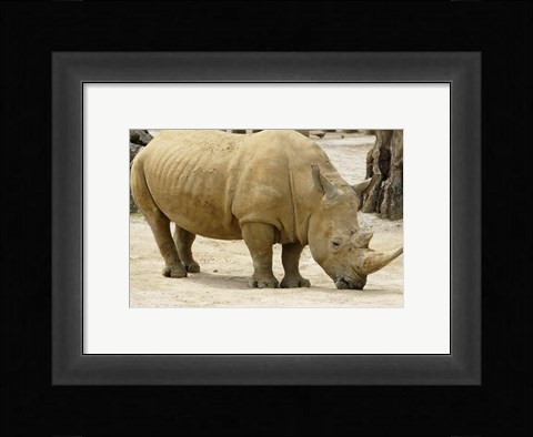 Framed African Rhinoceros Print