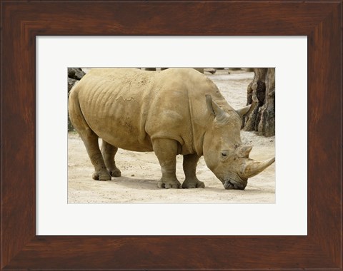 Framed African Rhinoceros Print