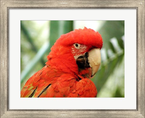 Framed Red Parrot Print