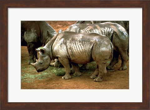 Framed Black Rhinoceros in Africa Print